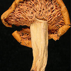 Russula littorea.<br>Photographer: Manaaki Whenua Landcare Research, Licence: All rights reserved.