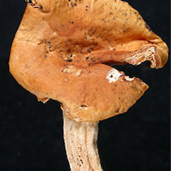 Russula littorea.<br>Photographer: Manaaki Whenua Landcare Research, Licence: All rights reserved.