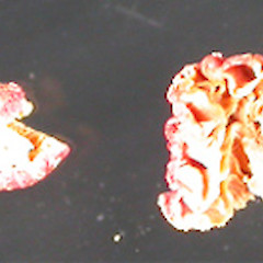 Russula miniata.<br>Photographer: Manaaki Whenua Landcare Research, Licence: All rights reserved.