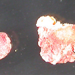 Russula miniata.<br>Photographer: Manaaki Whenua Landcare Research, Licence: All rights reserved.