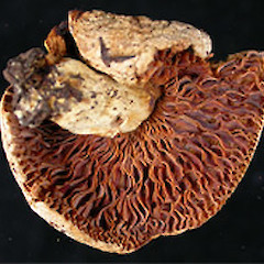 Russula papakaiensis.<br>Photographer: Manaaki Whenua Landcare Research, Licence: All rights reserved.