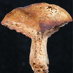 Russula papakaiensis.<br>Photographer: Manaaki Whenua Landcare Research, Licence: All rights reserved.