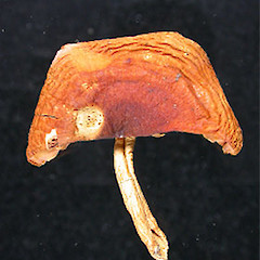 Russula solitaria.<br>Photographer: Manaaki Whenua Landcare Research, Licence: All rights reserved.