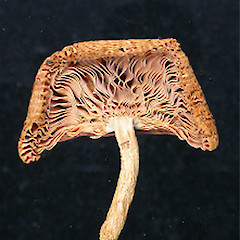 Russula solitaria.<br>Photographer: Manaaki Whenua Landcare Research, Licence: All rights reserved.