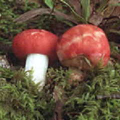 Russula vivida