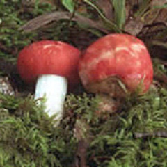 Russula vivida.<br>Photographer: Clive Shirley, Licence: All rights reserved.