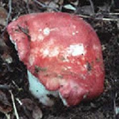 Russula vivida.<br>Photographer: Manaaki Whenua Landcare Research, Licence: All rights reserved.