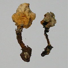 Squamanita squarrulosa.<br>Photographer: Manaaki Whenua Landcare Research, Licence: All rights reserved.