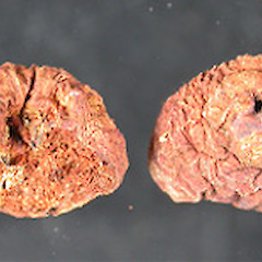 Cortinarius cartilagineum.<br>Photographer: Manaaki Whenua Landcare Research, Licence: All rights reserved.