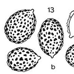 c. fruitingbodies. d. spores.<br>Photographer: Manaaki Whenua Landcare Research, Licence: All rights reserved.