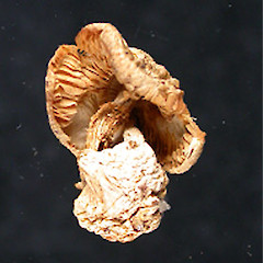 Volvariella surrecta.<br>Photographer: Manaaki Whenua Landcare Research, Licence: All rights reserved.