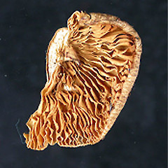 Volvariella surrecta.<br>Photographer: Manaaki Whenua Landcare Research, Licence: All rights reserved.
