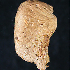 Volvariella surrecta.<br>Photographer: Manaaki Whenua Landcare Research, Licence: All rights reserved.