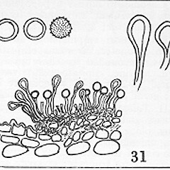 Melampsora novaezelandiae