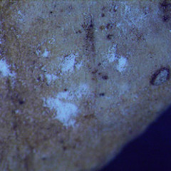 Urediniospores faded white.<br>Photographer: Manaaki Whenua Landcare Research, Licence: All rights reserved.