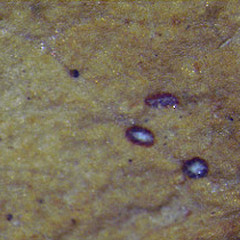 Melampsora novaezelandiae.<br>Photographer: Manaaki Whenua Landcare Research, Licence: All rights reserved.