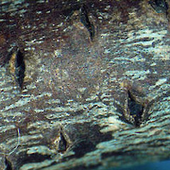 Diaporthe sp. 1.<br>Photographer: Manaaki Whenua Landcare Research, Licence: All rights reserved.