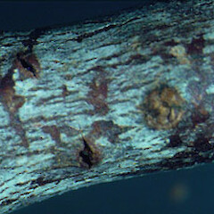 Diaporthe sp. 2