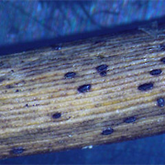Glonium sp.<br>Photographer: Manaaki Whenua Landcare Research, Licence: All rights reserved.