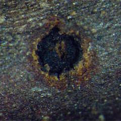 Leucostoma sp. 1