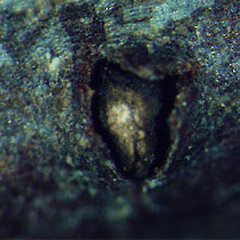 Leucostoma sp. 2