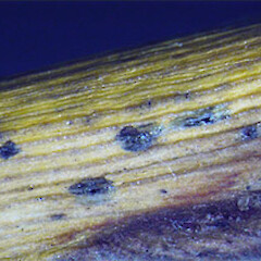 Pestalotiopsis sp