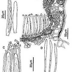 Marthamyces desmoschoeni