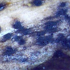 Seimatosporium sp.