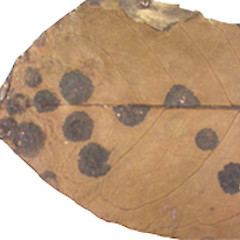 Asterinella intensa.<br>Photographer: Manaaki Whenua Landcare Research, Licence: All rights reserved.