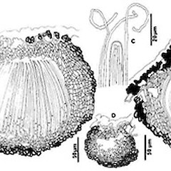 A. ascocarp margin - vertical section.<br>Photographer: Manaaki Whenua Landcare Research, Licence: All rights reserved.