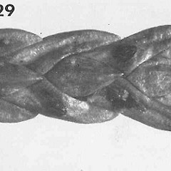 Macroscopic appearance of ascocarp.<br>Photographer: Manaaki Whenua Landcare Research, Licence: All rights reserved.