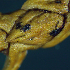 Macroscopic appearance of ascocarp.<br>Photographer: Manaaki Whenua Landcare Research, Licence: All rights reserved.