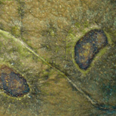 Mycosphaerella sp