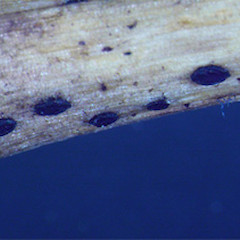 Patellaria sp.<br>Photographer: Manaaki Whenua Landcare Research, Licence: All rights reserved.