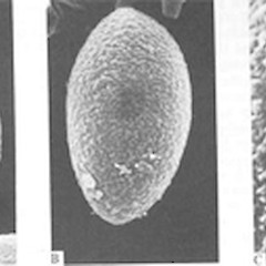An SEM study of spores. (A-B) x19200. (C) x48000.<br>Photographer: Manaaki Whenua Landcare Research, Licence: All rights reserved.