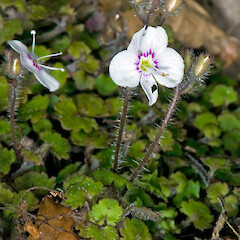 In cultivation ex Woodhill Forest.<br>Photographer: Jeremy R. Rolfe, Date taken: 03/11/2008, Licence: <a target='_blank' href='https://creativecommons.org/licenses/by/4.0'>CC BY</a>. <a class='member-message' href='/nzpcn/why-join-nzpcn/' target='_blank'>Members can view a larger version of this image.</a>