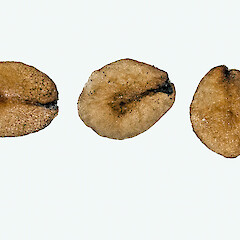 Seeds. In cultivation ex Woodhill.<br>Photographer: Jeremy R. Rolfe, Date taken: 19/08/2012, Licence: <a target='_blank' href='https://creativecommons.org/licenses/by/4.0'>CC BY</a>. <a class='member-message' href='/nzpcn/why-join-nzpcn/' target='_blank'>Members can view a larger version of this image.</a>