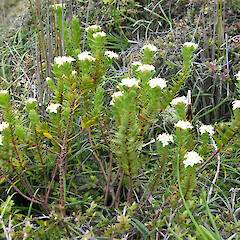 Whole plant flowering, Greenhills.<br>Photographer: Simon Walls, Date taken: 01/11/2009, Licence: <a target='_blank' href='https://creativecommons.org/licenses/by-nc/4.0'>CC BY-NC</a>. <a class='member-message' href='/nzpcn/why-join-nzpcn/' target='_blank'>Members can view a larger version of this image.</a>