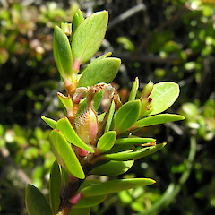 Pimelea ignota, young fruit, Greenhills.<br>Photographer: Simon Walls, Date taken: 01/01/2010, Licence: <a target='_blank' href='https://creativecommons.org/licenses/by-nc/4.0'>CC BY-NC</a>. <a class='member-message' href='/nzpcn/why-join-nzpcn/' target='_blank'>Members can view a larger version of this image.</a>