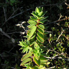 Shoot showing hairs on leaf tip, Greenhills.<br>Photographer: Simon Walls, Date taken: 01/07/2009, Licence: <a target='_blank' href='https://creativecommons.org/licenses/by-nc/4.0'>CC BY-NC</a>. <a class='member-message' href='/nzpcn/why-join-nzpcn/' target='_blank'>Members can view a larger version of this image.</a>