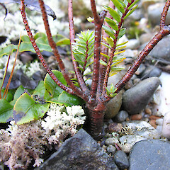 Stems and base - Kaihoka badlands.<br>Photographer: Simon Walls, Licence: <a target='_blank' href='https://creativecommons.org/licenses/by-nc/4.0'>CC BY-NC</a>. <a class='member-message' href='/nzpcn/why-join-nzpcn/' target='_blank'>Members can view a larger version of this image.</a>