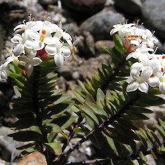 Luna Badlands, Kahoka (flowers).<br>Photographer: Simon Walls, Licence: <a target='_blank' href='https://creativecommons.org/licenses/by-nc/4.0'>CC BY-NC</a>. <a class='member-message' href='/nzpcn/why-join-nzpcn/' target='_blank'>Members can view a larger version of this image.</a>