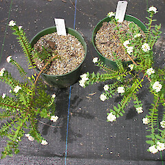 In cultivation.<br>Photographer: Simon Walls, Licence: <a target='_blank' href='https://creativecommons.org/licenses/by-nc/4.0'>CC BY-NC</a>. <a class='member-message' href='/nzpcn/why-join-nzpcn/' target='_blank'>Members can view a larger version of this image.</a>