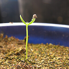 Seedling in cultivation.<br>Photographer: Simon Walls, Licence: <a target='_blank' href='https://creativecommons.org/licenses/by-nc/4.0'>CC BY-NC</a>. <a class='member-message' href='/nzpcn/why-join-nzpcn/' target='_blank'>Members can view a larger version of this image.</a>