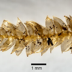Vesicularia inflectens