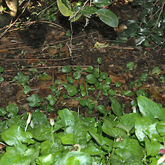 Self-propagating in a Hawera garden. Aug 2010.<br>Photographer: Colin C. Ogle, Licence: <a target='_blank' href='https://creativecommons.org/licenses/by-nc/4.0'>CC BY-NC</a>. <a class='member-message' href='/nzpcn/why-join-nzpcn/' target='_blank'>Members can view a larger version of this image.</a>