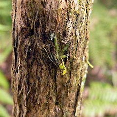 On gorse, Northland.<br>Photographer: Matt Renner, Licence: <a target='_blank' href='https://creativecommons.org/licenses/by-nc/4.0'>CC BY-NC</a>.