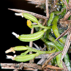 On gorse.<br>Photographer: Jeremy R. Rolfe, Date taken: 14/11/2010, Licence: <a target='_blank' href='https://creativecommons.org/licenses/by/4.0'>CC BY</a>. <a class='member-message' href='/nzpcn/why-join-nzpcn/' target='_blank'>Members can view a larger version of this image.</a>