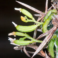 Taeniophyllum northlandicum