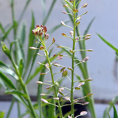Inflorescence. In cultivation ex. Meurant Island, Kawhia Harbour.<br>Photographer: Peter J de Lange, Date taken: 06/11/2010, Licence: <a target='_blank' href='https://creativecommons.org/licenses/by-nc/4.0'>CC BY-NC</a>. <a class='member-message' href='/nzpcn/why-join-nzpcn/' target='_blank'>Members can view a larger version of this image.</a>